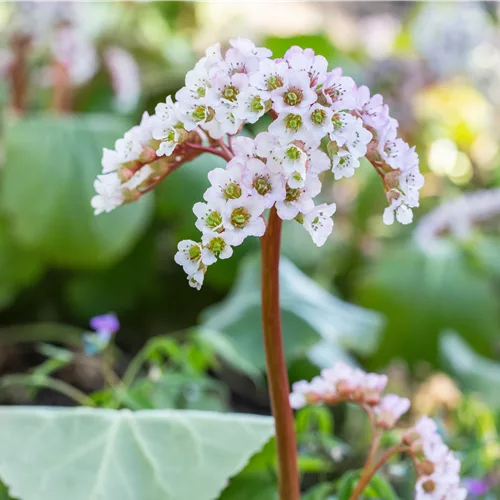 Bergenia cordifolia 'Schneekönigin'®