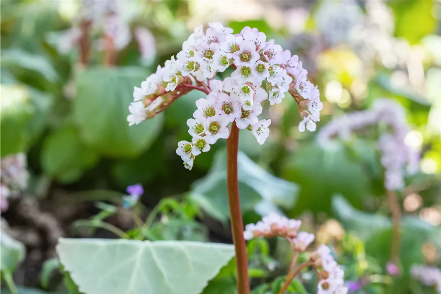 Bergenia cordifolia 'Schneekönigin'®