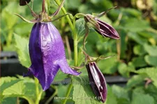 Campanula punctata 'Kent Belle'