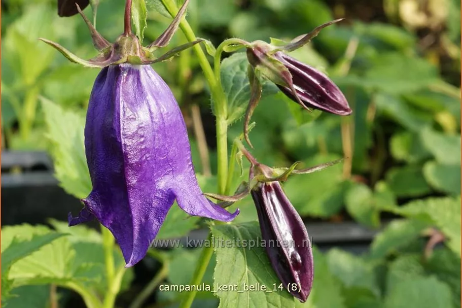 Campanula punctata 'Kent Belle'