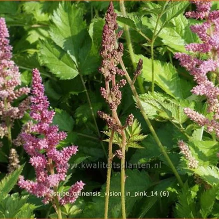 Astilbe chinensis 'Vision in Pink'