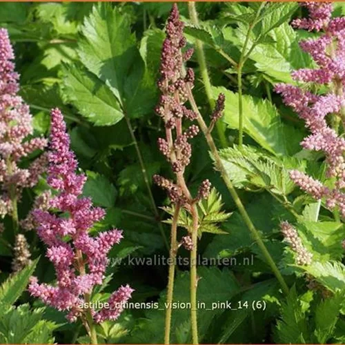 Astilbe chinensis 'Vision in Pink'