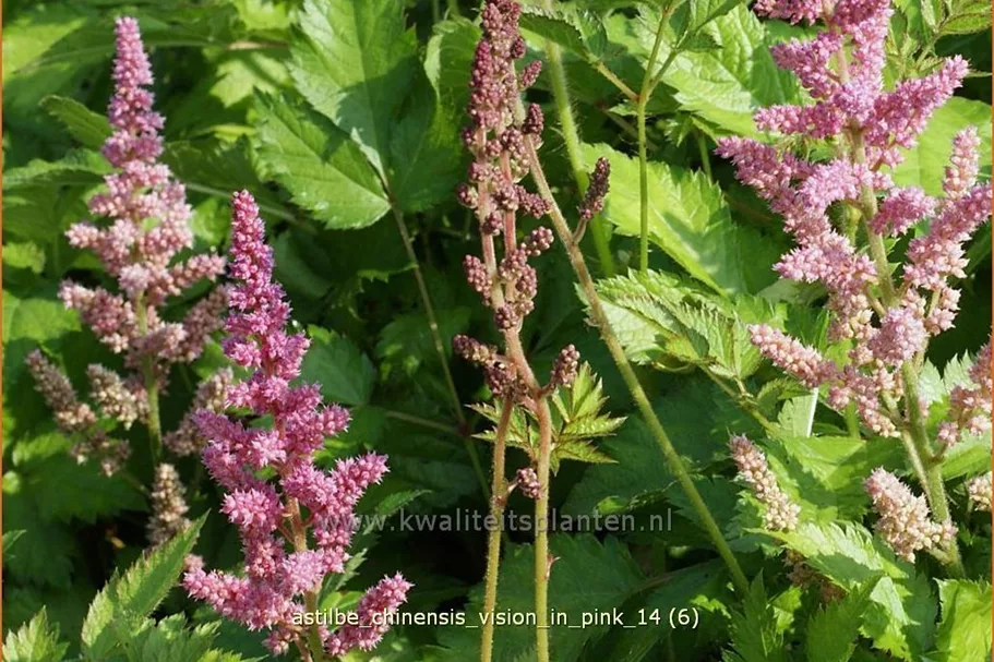 Astilbe chinensis 'Vision in Pink'