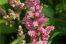 Astilbe chinensis 'Vision in Pink'