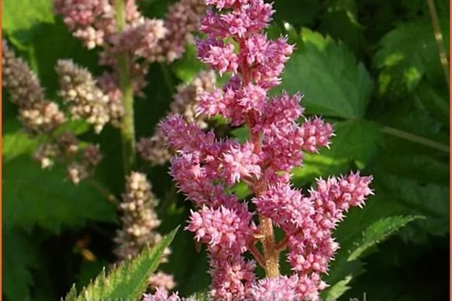 Astilbe chinensis 'Vision in Pink'