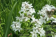 Campanula lactiflora 'Alba'