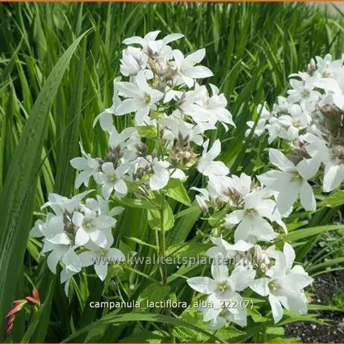 Campanula lactiflora 'Alba'