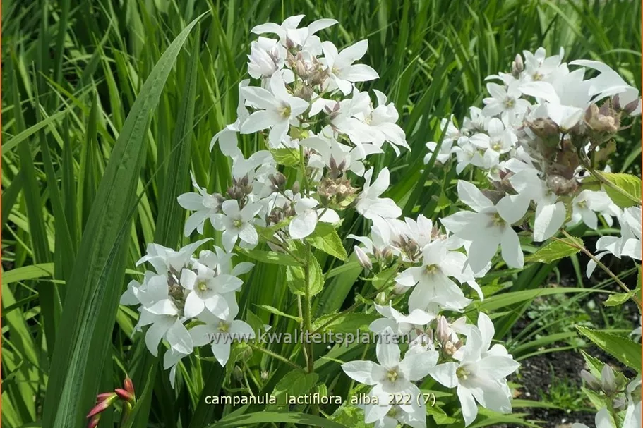 Campanula lactiflora 'Alba'
