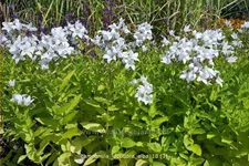 Campanula lactiflora 'Alba'