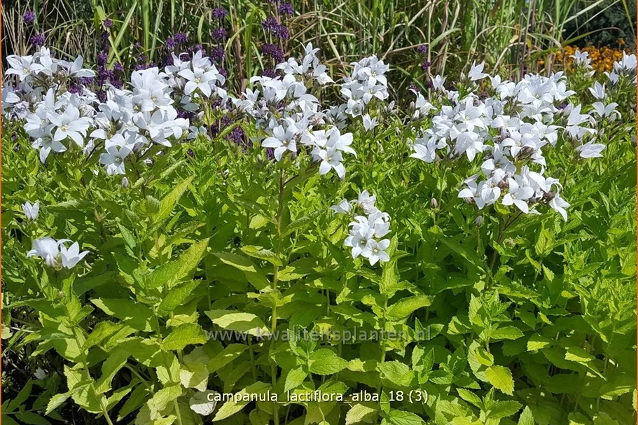 Campanula lactiflora 'Alba'