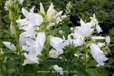 Campanula lactiflora 'Alba'