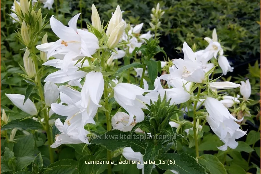 Campanula lactiflora 'Alba'