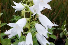 Campanula lactiflora 'Alba'