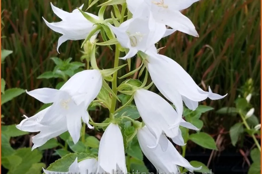 Campanula lactiflora 'Alba'