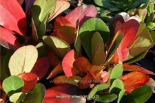 Bergenia cordifolia 'Silberlicht'