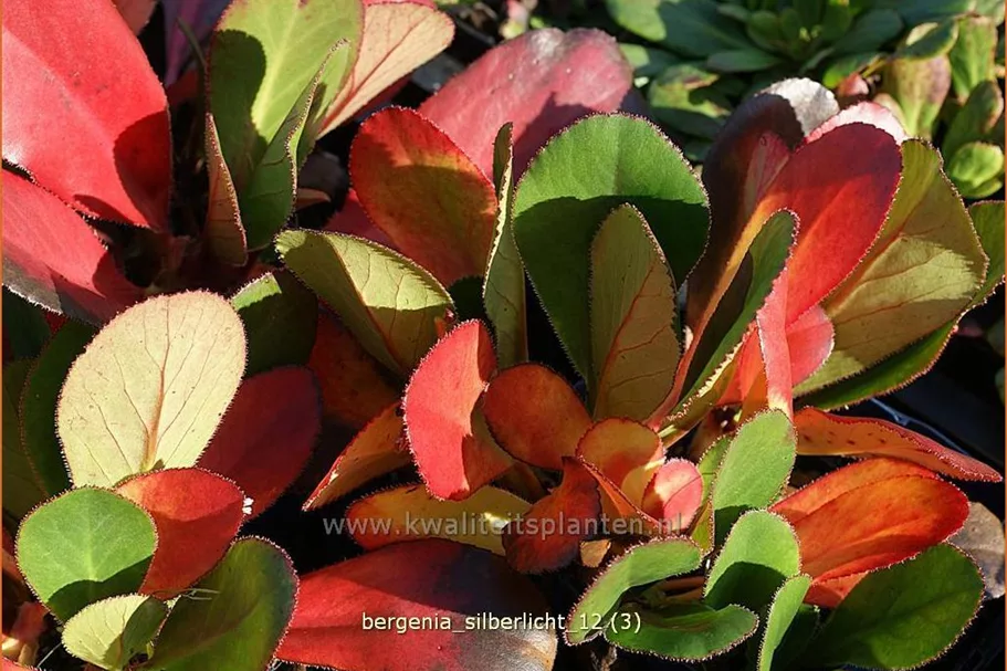 Bergenia cordifolia 'Silberlicht'