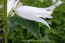 Campanula lactiflora 'Alba'