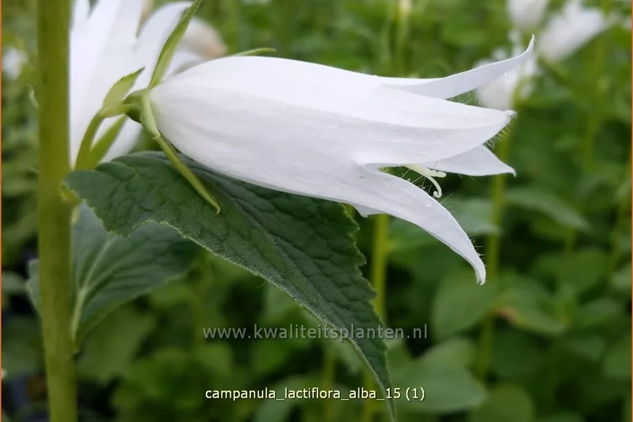 Campanula lactiflora 'Alba'