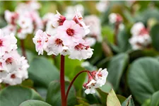 Bergenia cordifolia 'Silberlicht'
