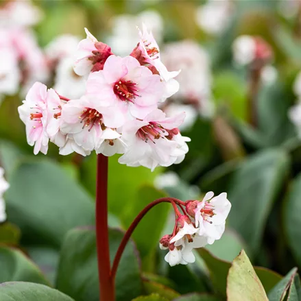 Bergenia cordifolia 'Silberlicht'