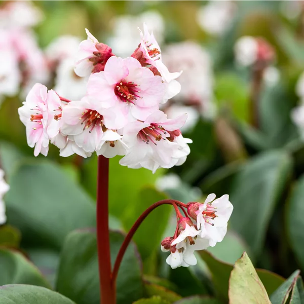 Bergenia cordifolia 'Silberlicht'