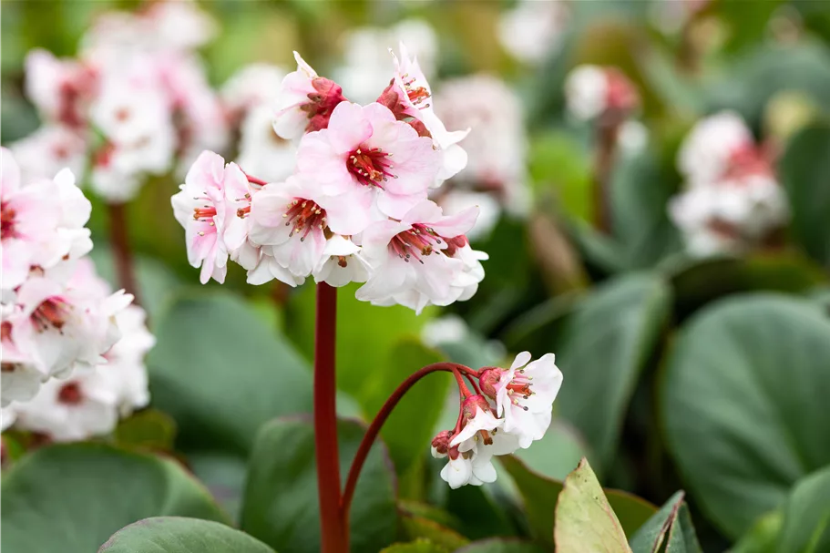 Bergenia cordifolia 'Silberlicht'