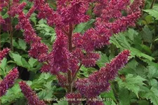 Astilbe chinensis 'Vision in Red'