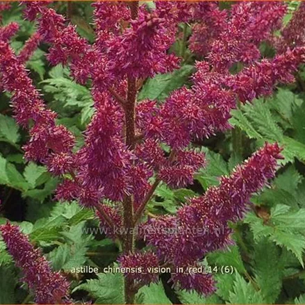 Astilbe chinensis 'Vision in Red'