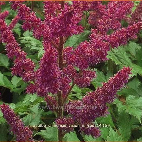 Astilbe chinensis 'Vision in Red'