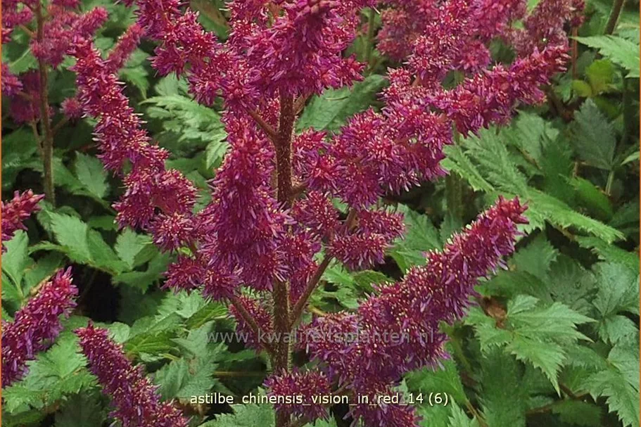 Astilbe chinensis 'Vision in Red'