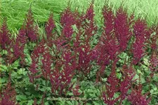 Astilbe chinensis 'Vision in Red'
