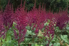 Astilbe chinensis 'Vision in Red'