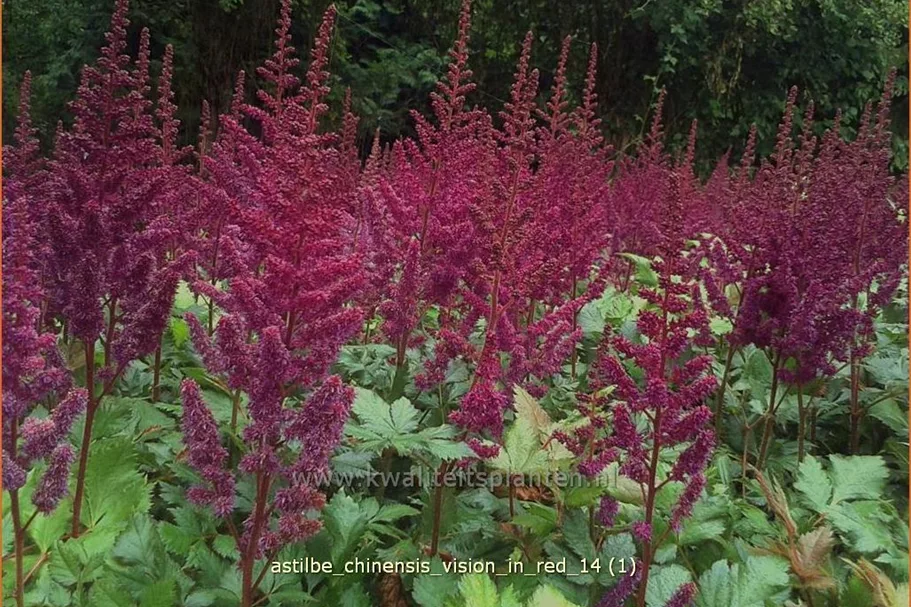 Astilbe chinensis 'Vision in Red'