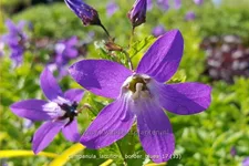 Campanula lactiflora 'Border Blues'