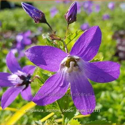 Campanula lactiflora 'Border Blues'