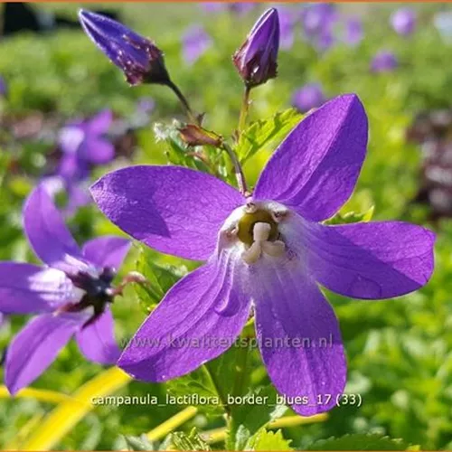 Campanula lactiflora 'Border Blues'
