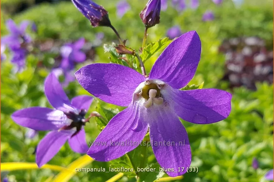 Campanula lactiflora 'Border Blues'