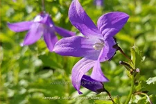 Campanula lactiflora 'Border Blues'
