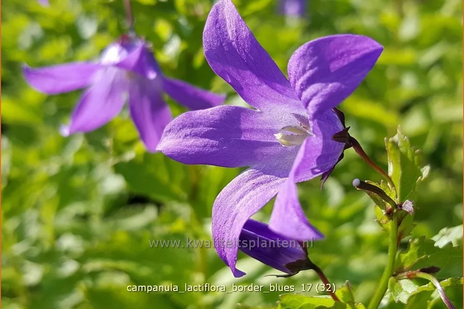 Campanula lactiflora 'Border Blues'