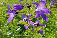 Campanula lactiflora 'Border Blues'