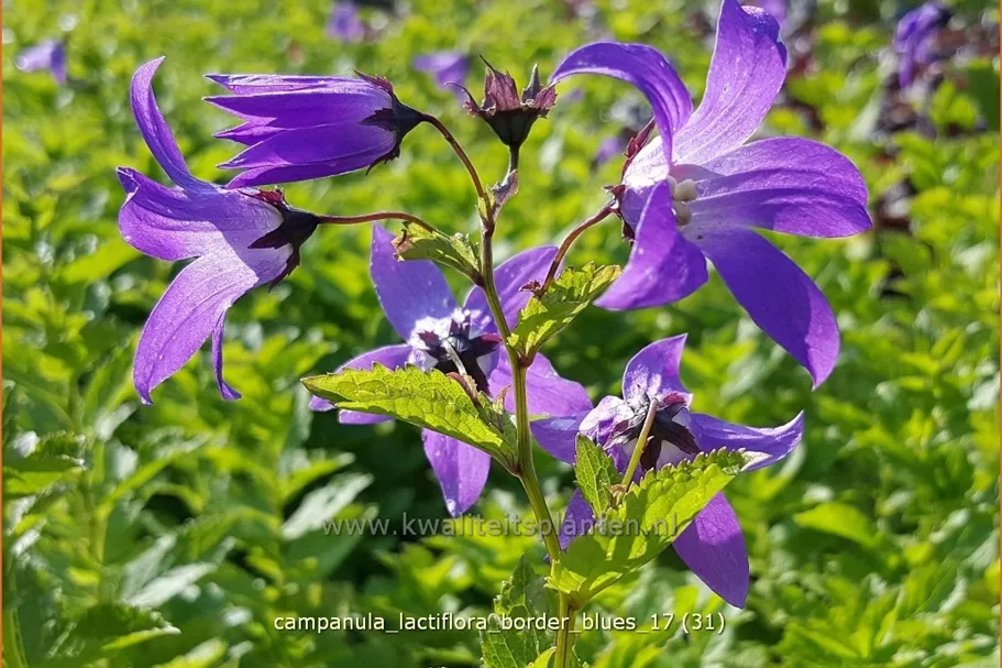 Campanula lactiflora 'Border Blues'