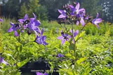 Campanula lactiflora 'Border Blues'