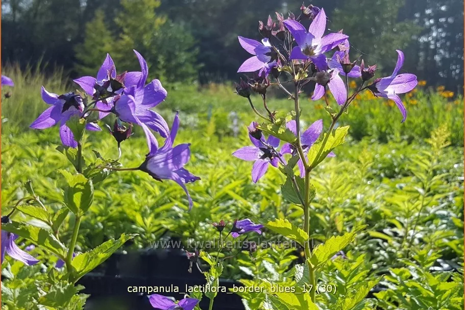 Campanula lactiflora 'Border Blues'