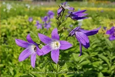 Campanula lactiflora 'Border Blues'