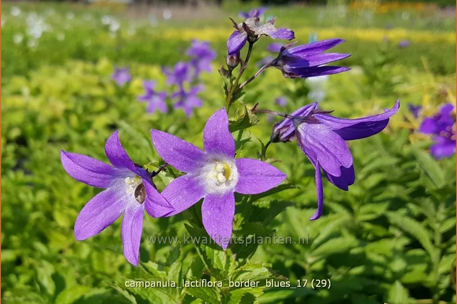 Campanula lactiflora 'Border Blues'