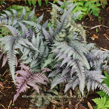 Athyrium niponicum 'Burgundy Lace'