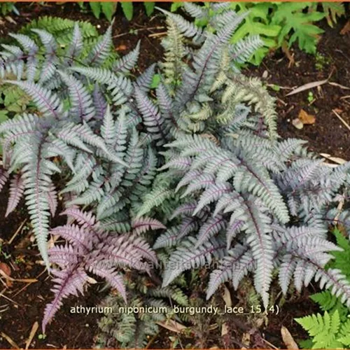 Athyrium niponicum 'Burgundy Lace'