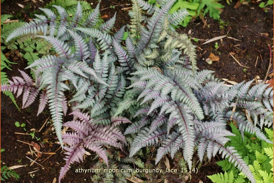 Athyrium niponicum 'Burgundy Lace'