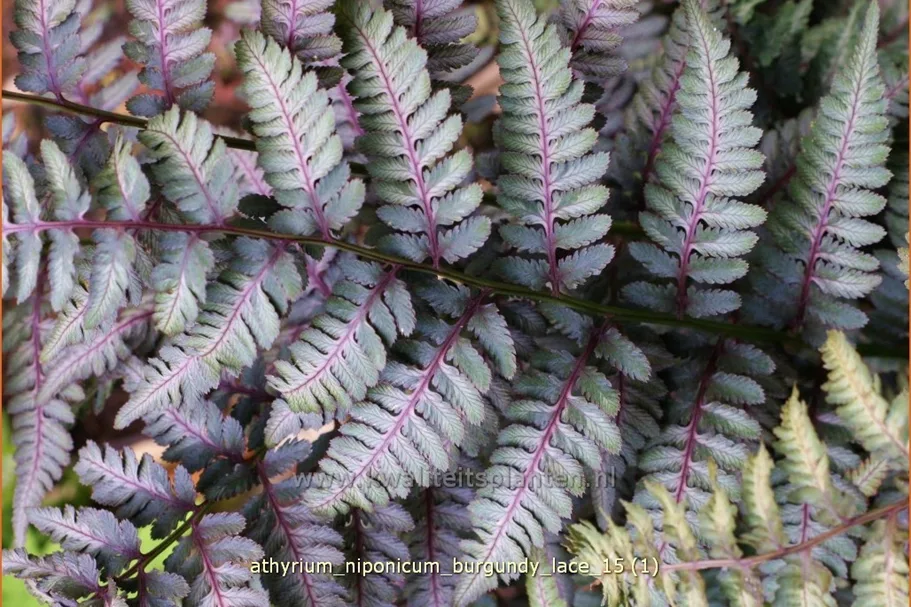 Athyrium niponicum 'Burgundy Lace'