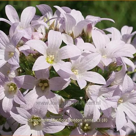 Campanula lactiflora 'Loddon Anna'
